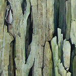 Walnut, Swallow Prominent